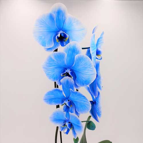 Orchid Garden Planter - 4 (Blue Phalaenopsis Orchid) - Flower Story