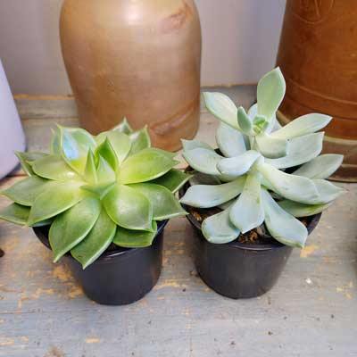 4" Succulents (single, double, triple) - Flower Story