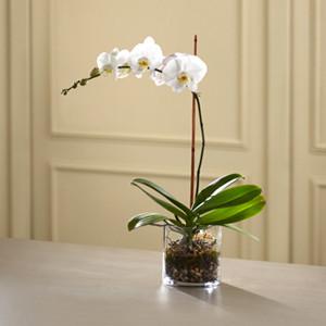 Planter - The White Orchid Planter J-S6-4986