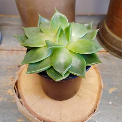 4" Succulents (single, double, triple) - Flower Story