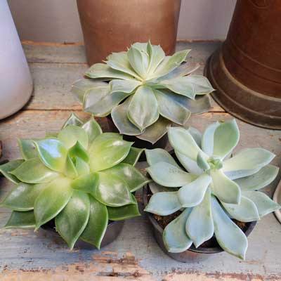 4" Succulents (single, double, triple) - Flower Story