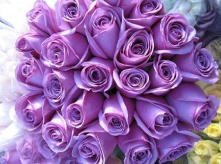 Two Dozen Boxed Purple Roses (Multiple Colors Available) - Flower Story